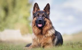 German Shepherd