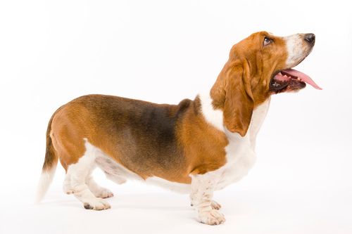 Adult Basset Hound