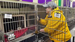 adult volunteer pictured cleaning kennel