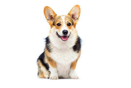 Adult Corgi