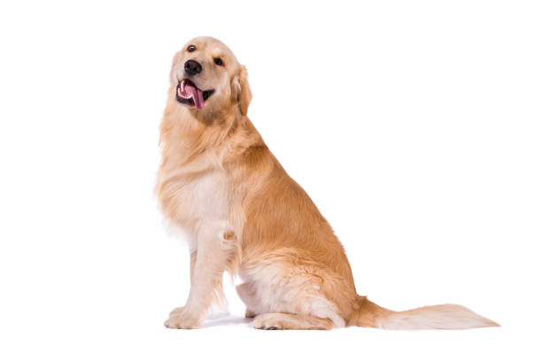 Adult Golden Retriever