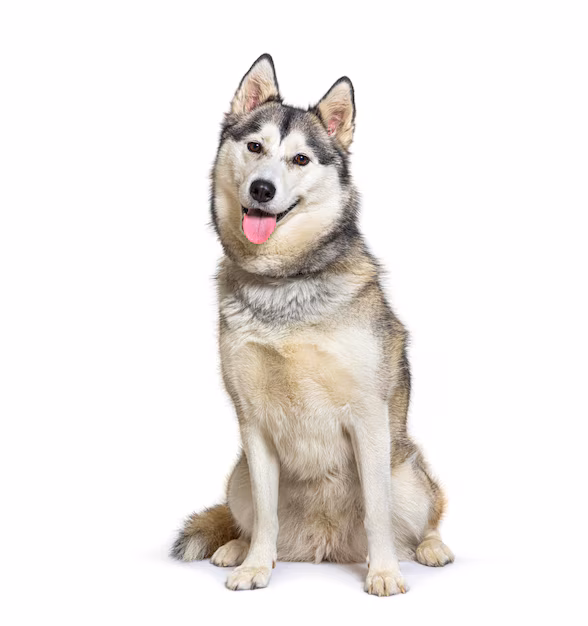 Adult Husky