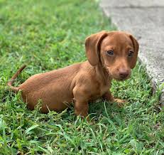 Buster, a __dog