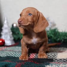 Buster, a __dog in 