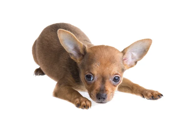 Chihuahua