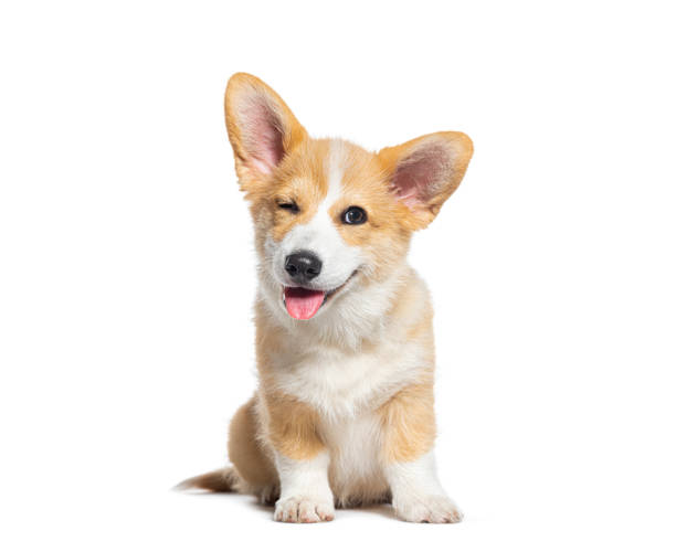 Corgi  