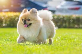Fluggy dog