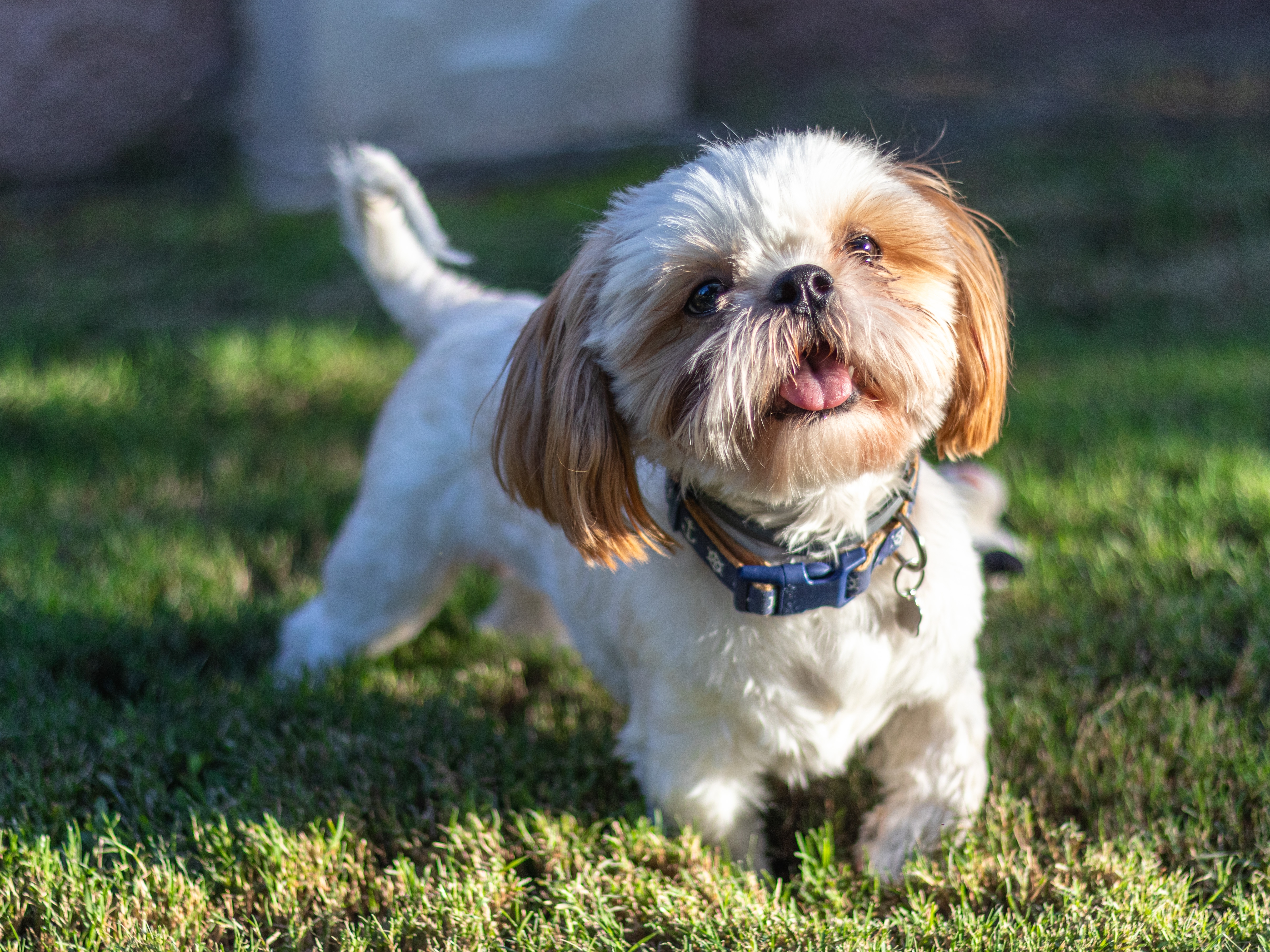 little white dog