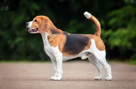 goldern retriever