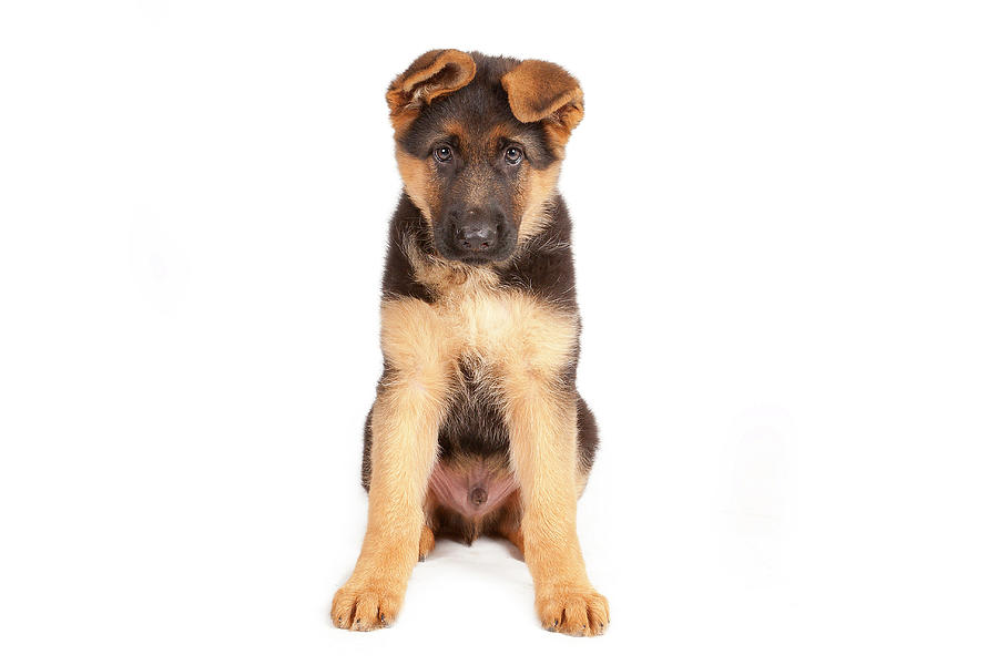 German Shepherd