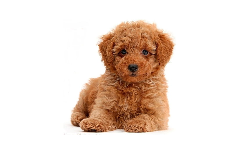 Golden Doodle
