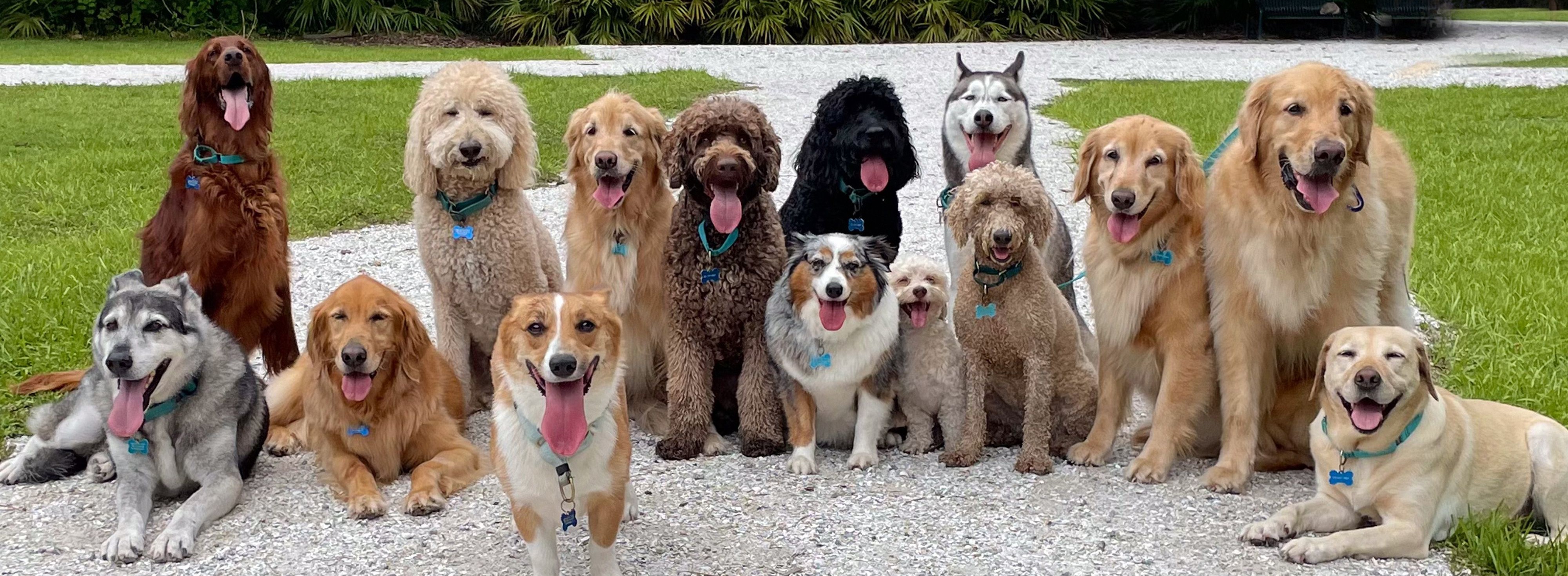  group of dogs