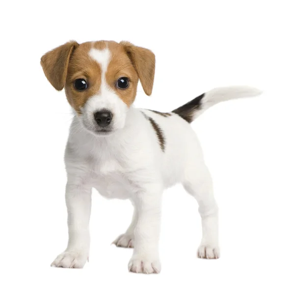 Jack Russell
