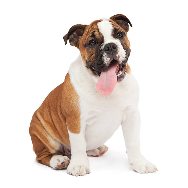 Mixed Breed