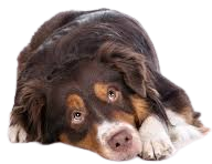 Sad Dog 1
