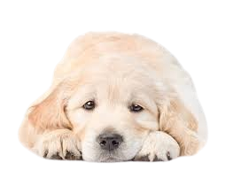 Sad Dog 2