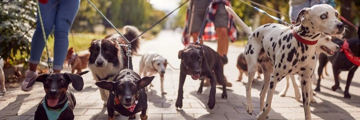 Volunteers walking dogs
